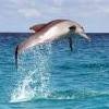 dolphin